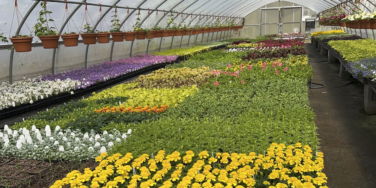 orange, yellow green flowers in the greenhouse nursery