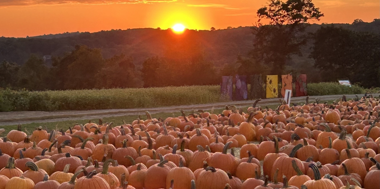 Sunset over the field of pumpkins