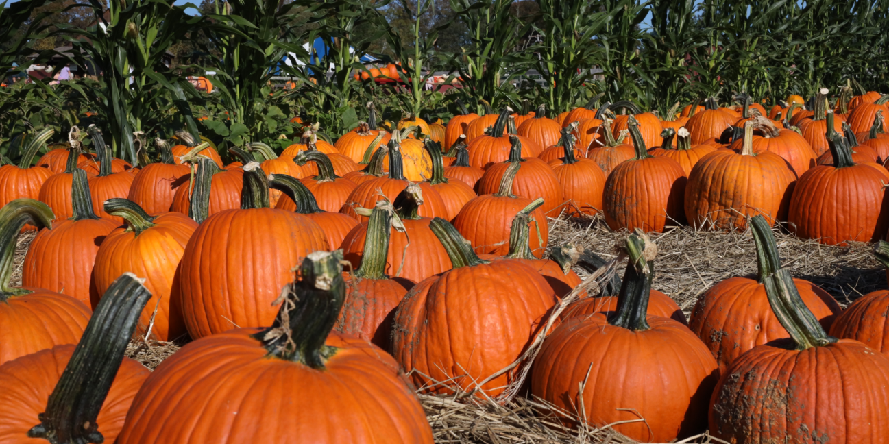 pumpkin patch rows