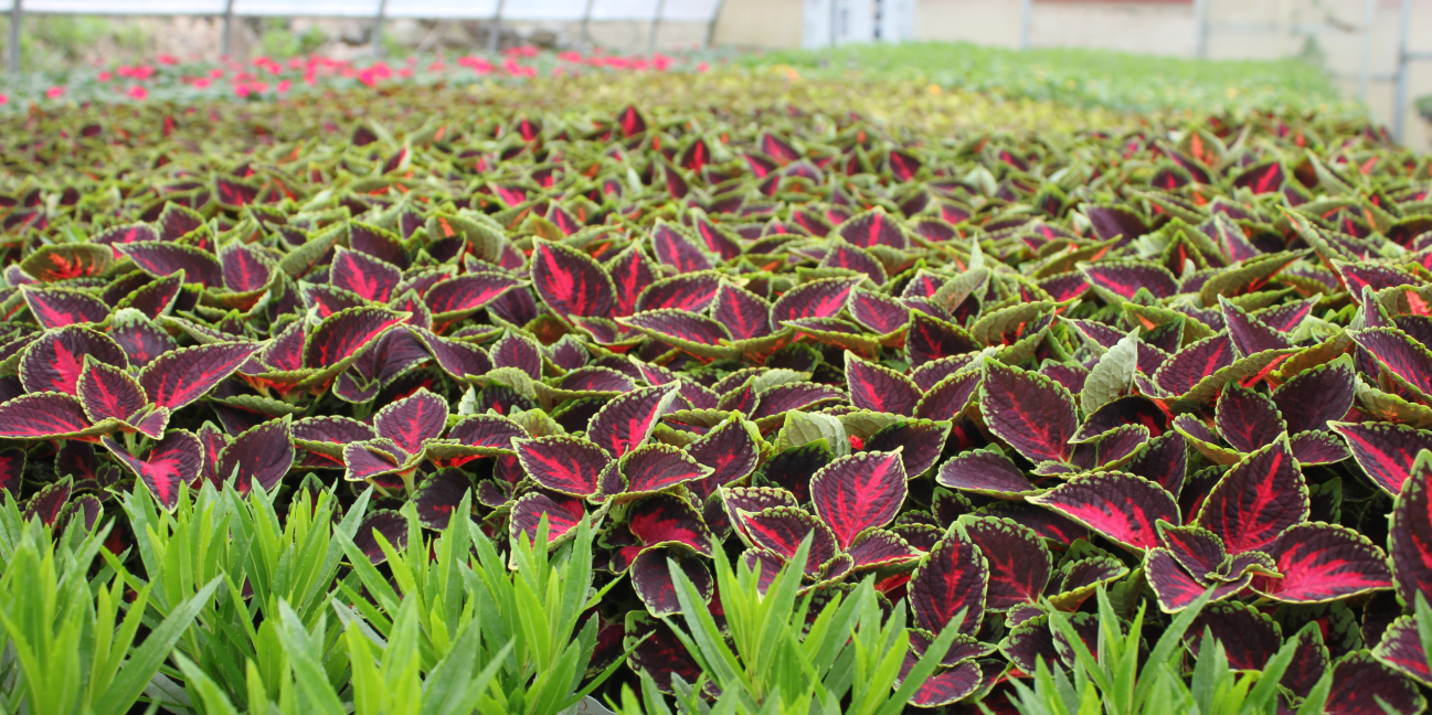 Plants growing in our greenhouse 
