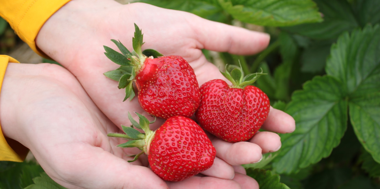 Strawberries from the field 