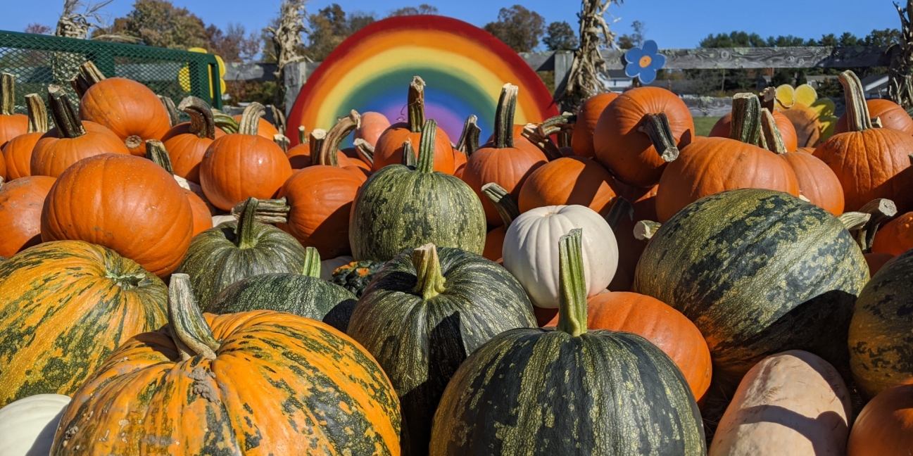 Colorful squash and pumpkins against rainbow 