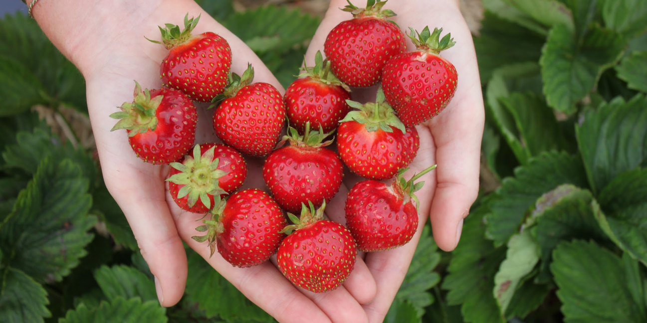 Strawberries from the field 