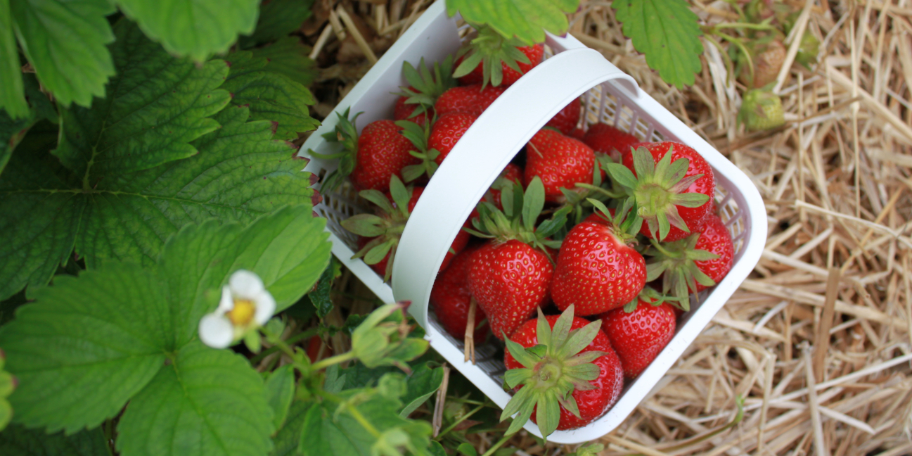 Basket of strawberries 