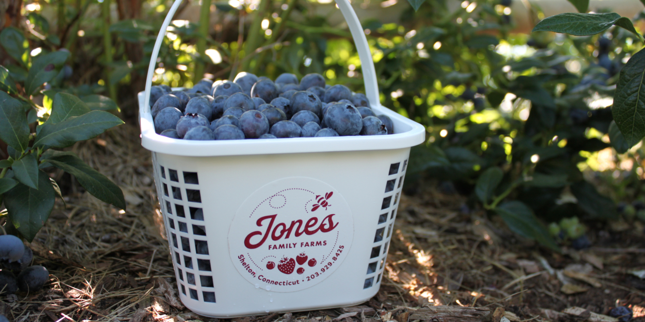 Blueberry Basket in Field