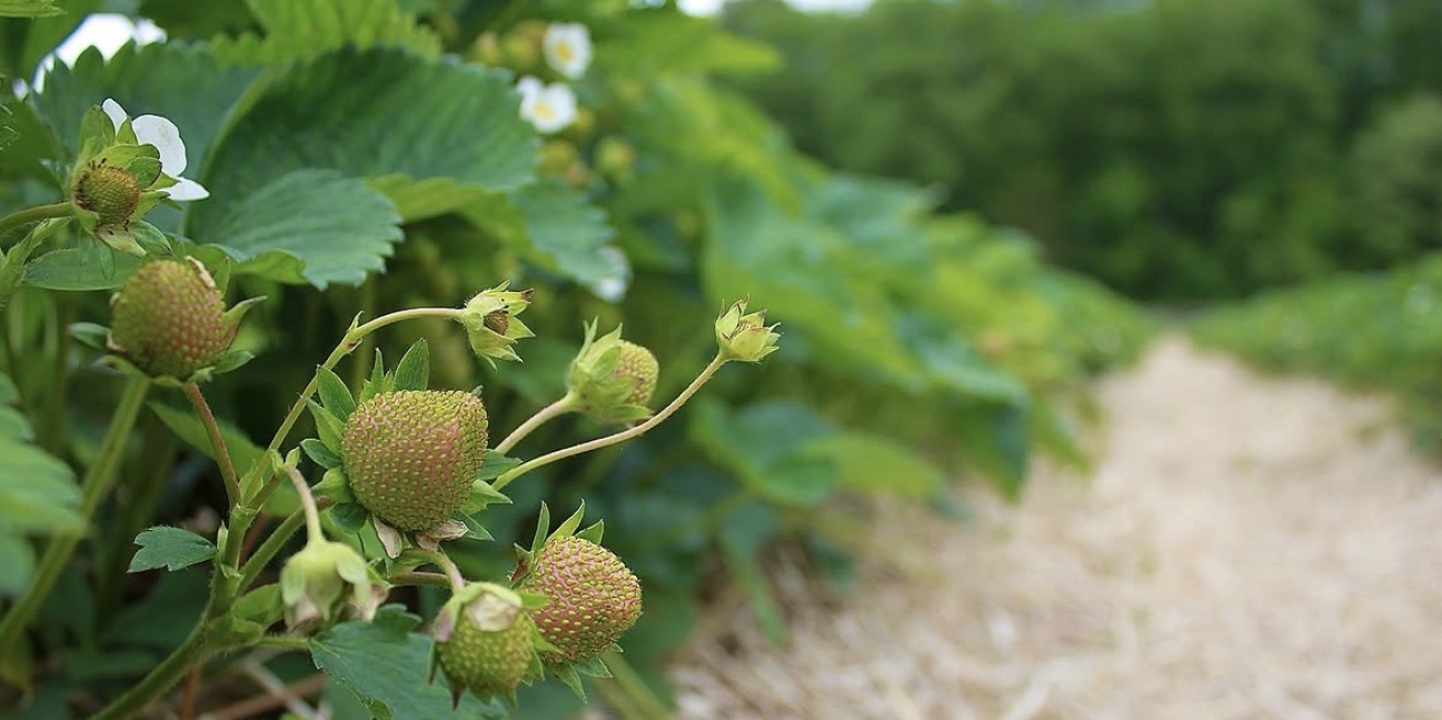 Green ripening strawberries