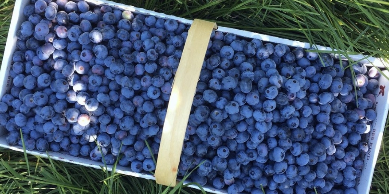 Box full of blueberries in the grass