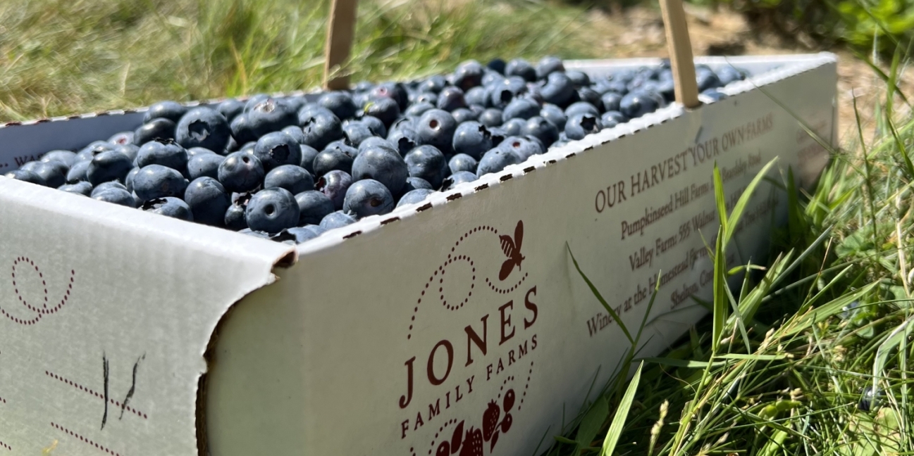 Box of blueberries in the blueberry bushes