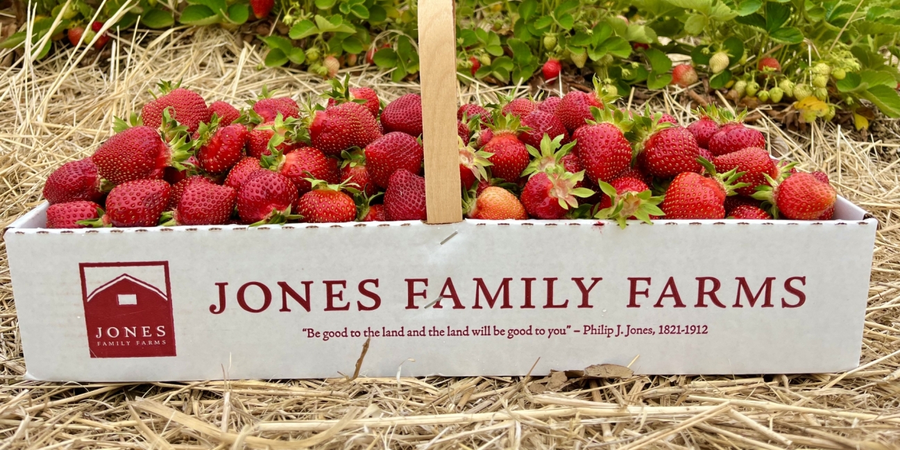 Box of Strawberries in Field