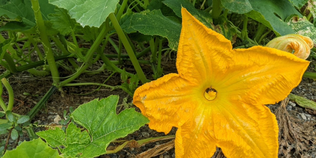 Pumpkin blossom on the vine with a bee