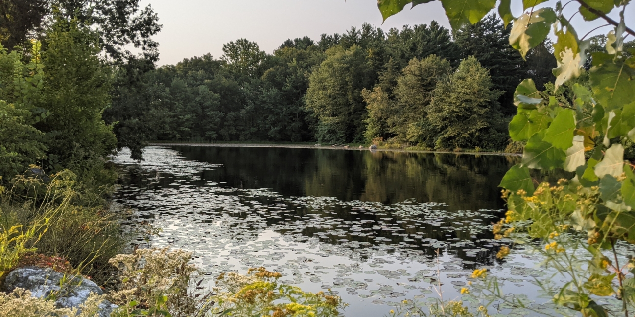 Pond at the Homestead Farm