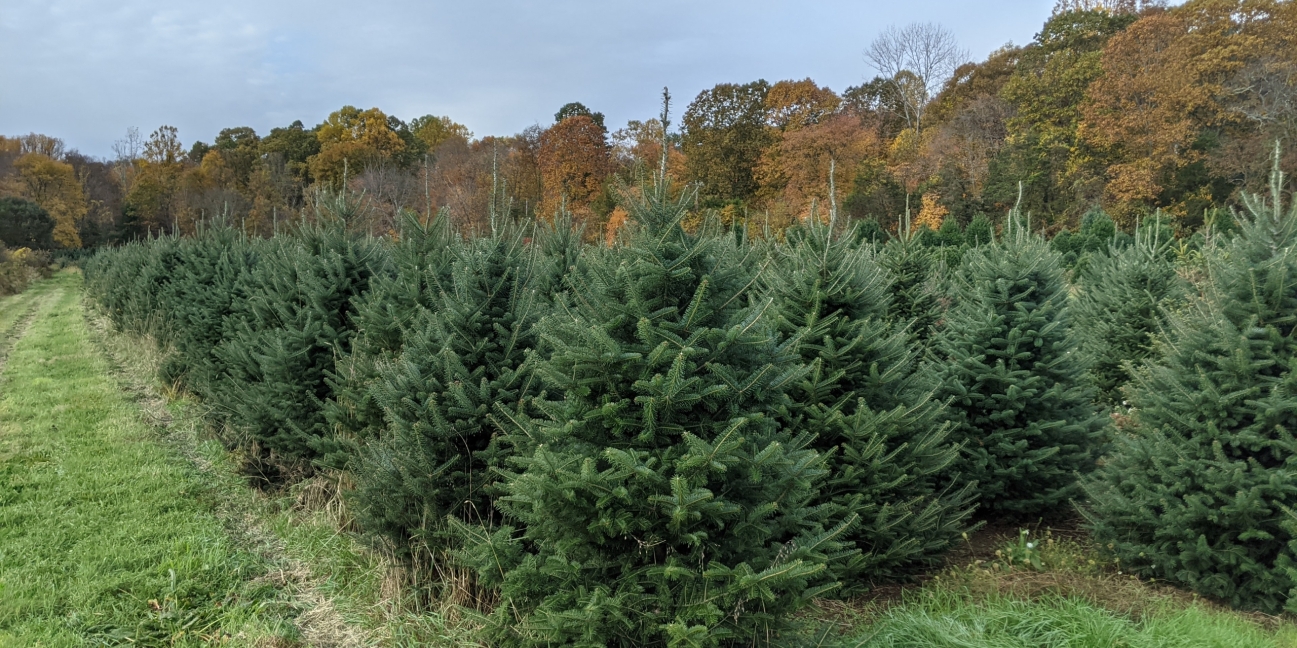 Tree block at the Valley Farm