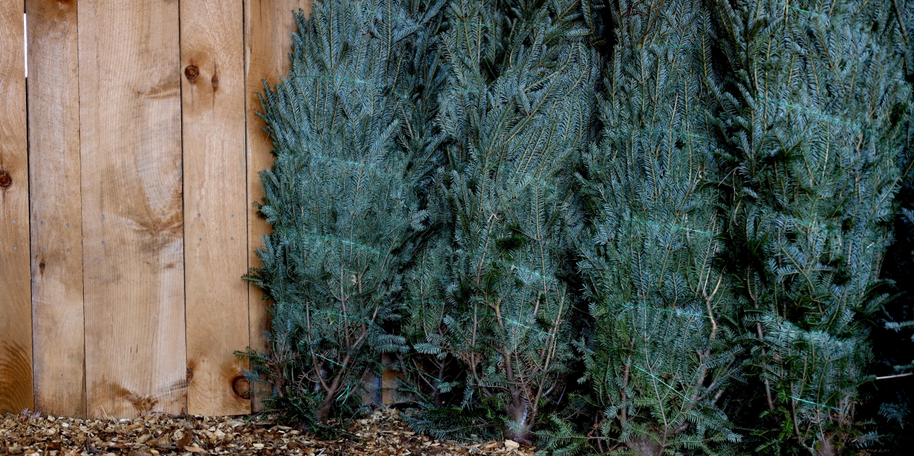 Christmas trees stacked beside the barn