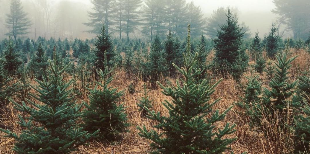 Christmas trees in the mist