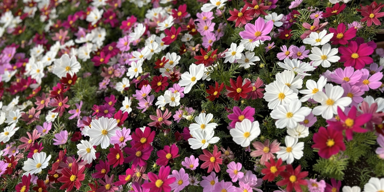 Cosmos flowers in the Jones greenhouse in the spring