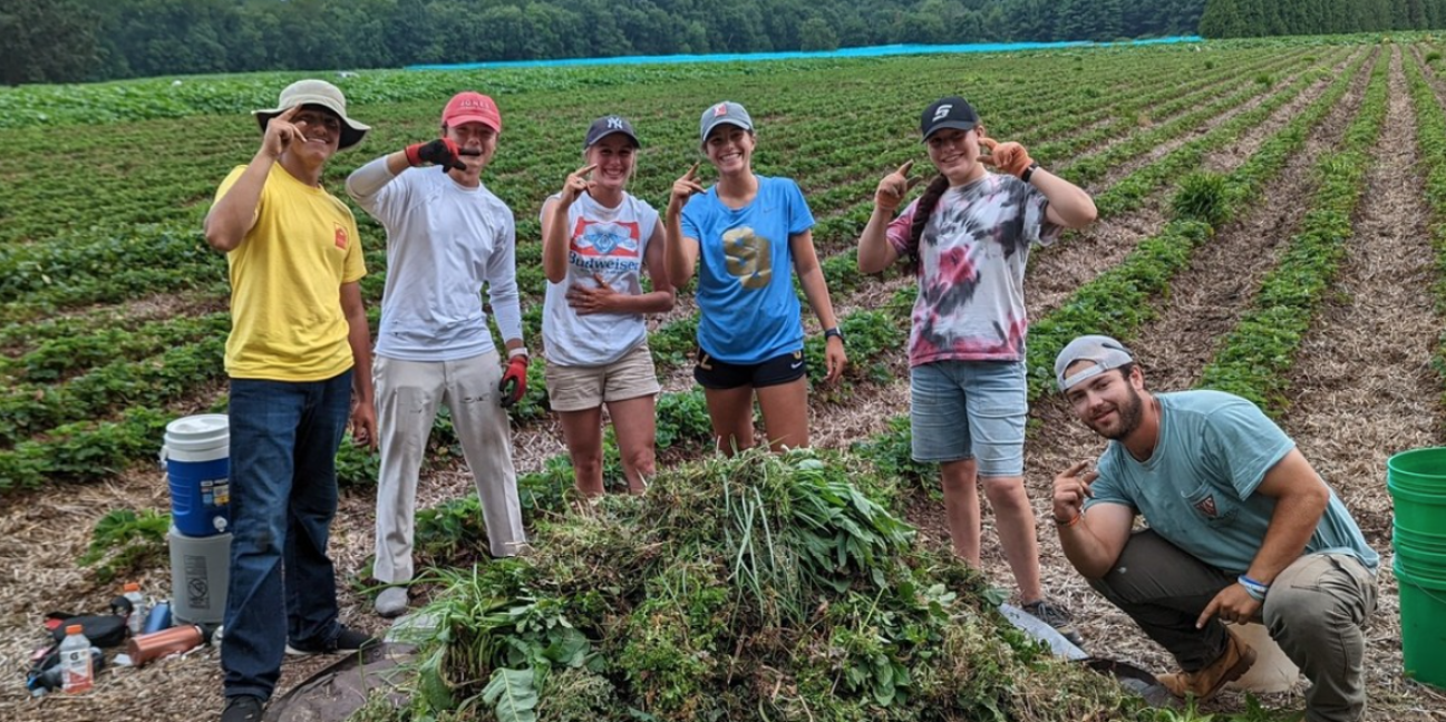 crew weeds berry patches