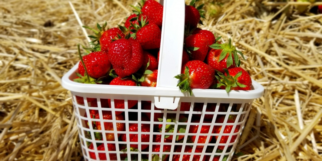 Jones basket full of strawberries