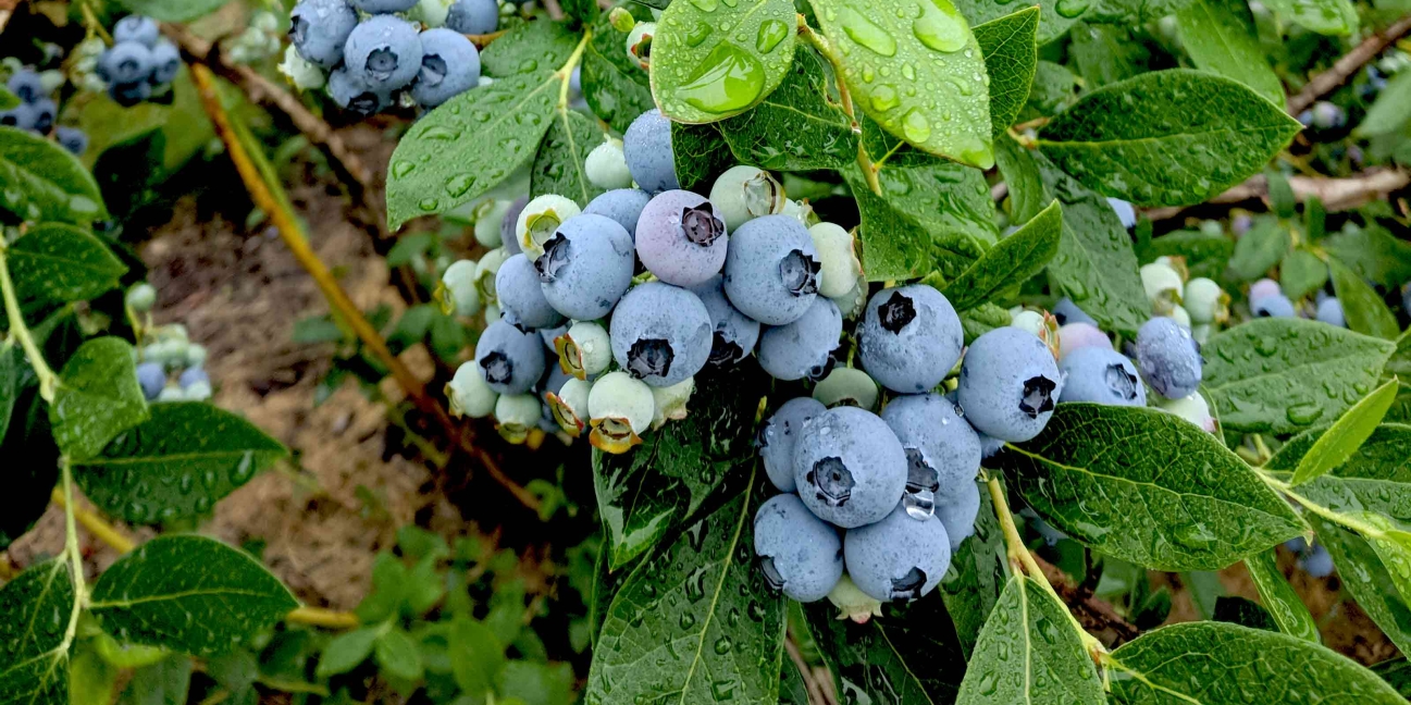 jones-family-farms-blueberries-2018