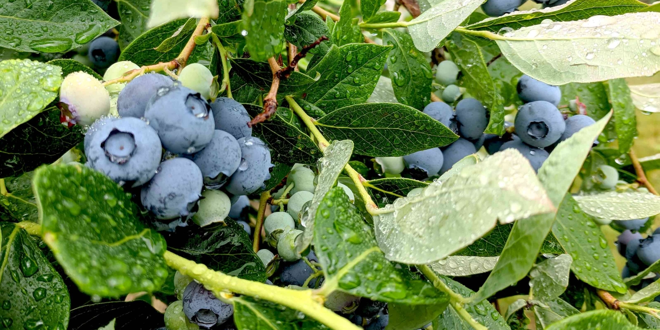 blueberries on the vine