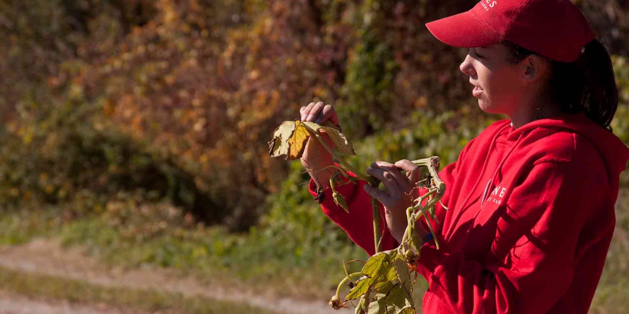 Teaching about Pumpkin Plants