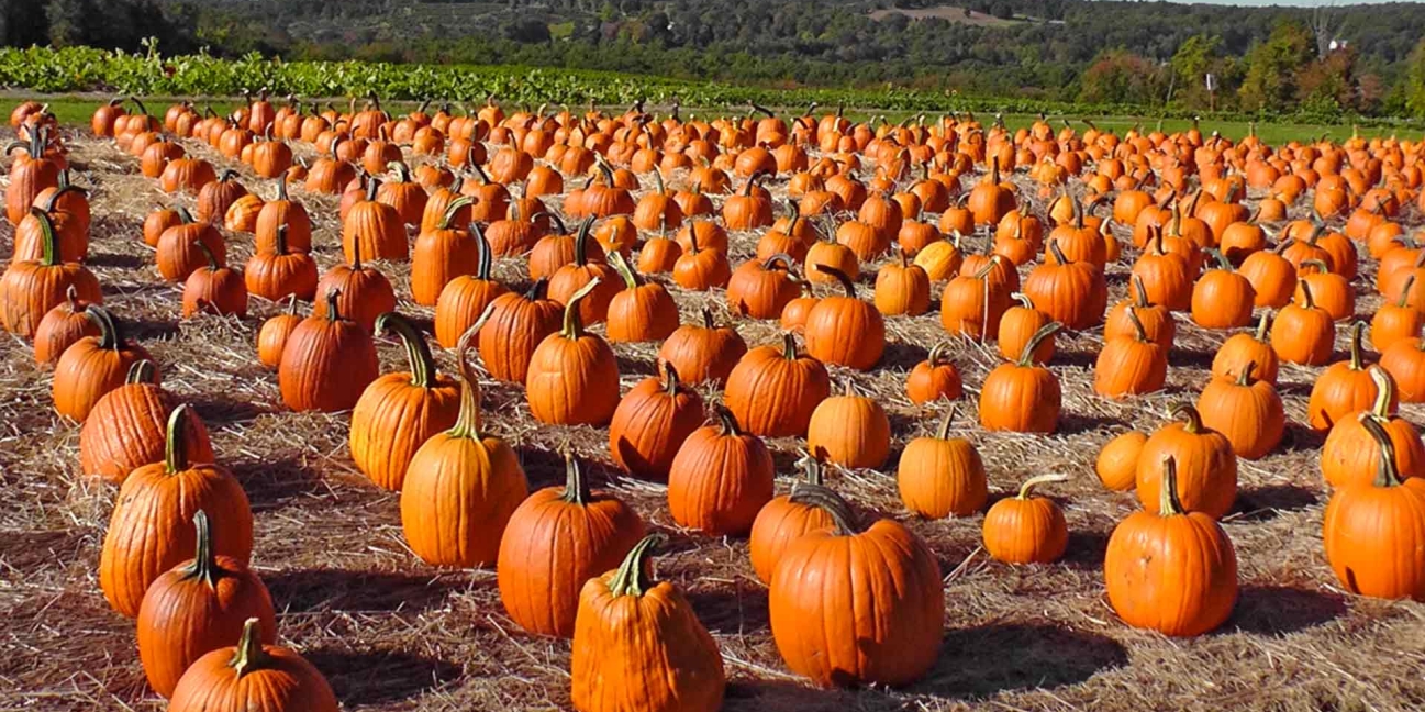 fields of pumkins ready for harvest