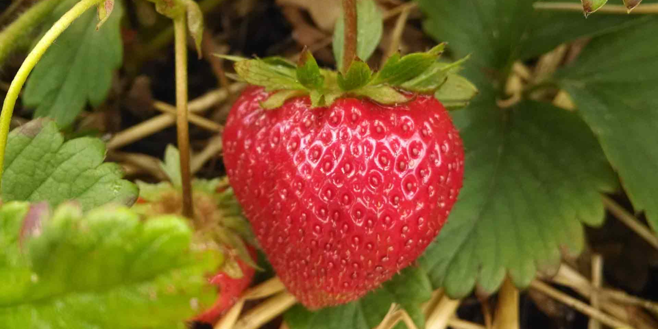 strawberry on a vine