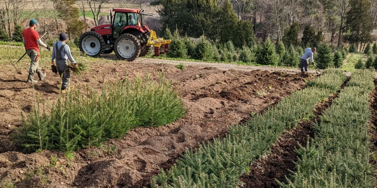 planting Christmas trees