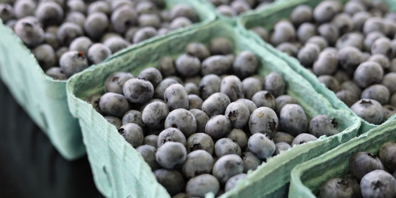 bins of pre-picked blueberries