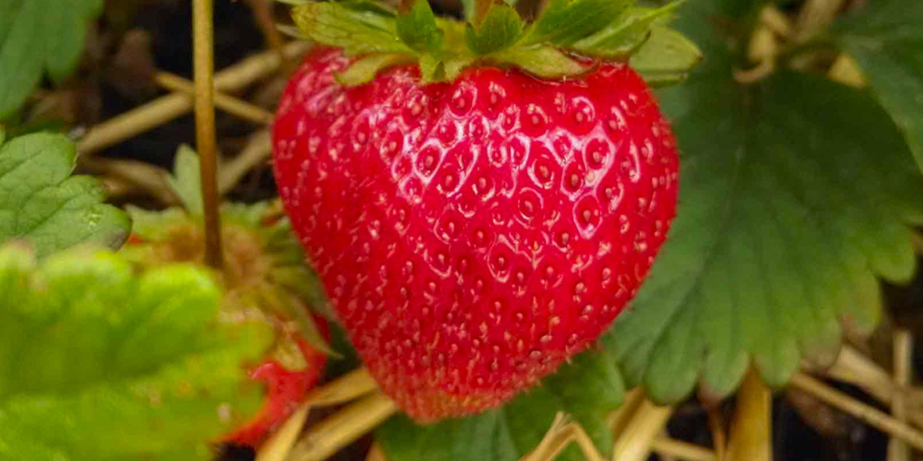 strawberry on the vine