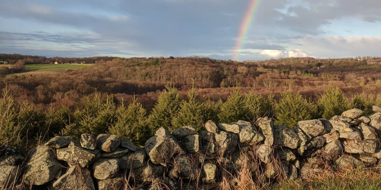 stone wall Christmas trees rainbow