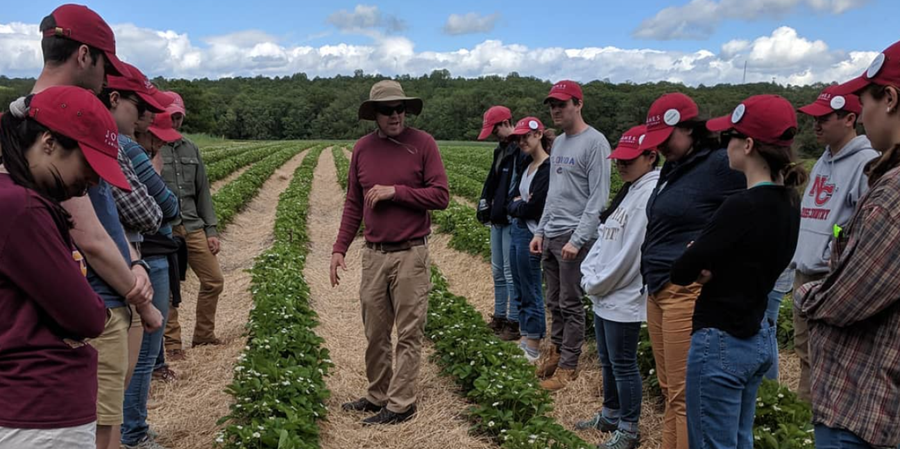 Strawberry crop school in spring