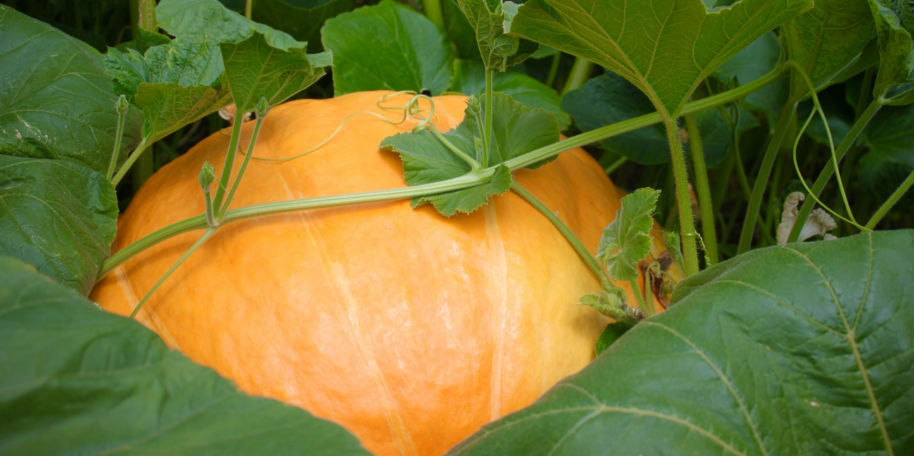Giant Pumpkin in Field
