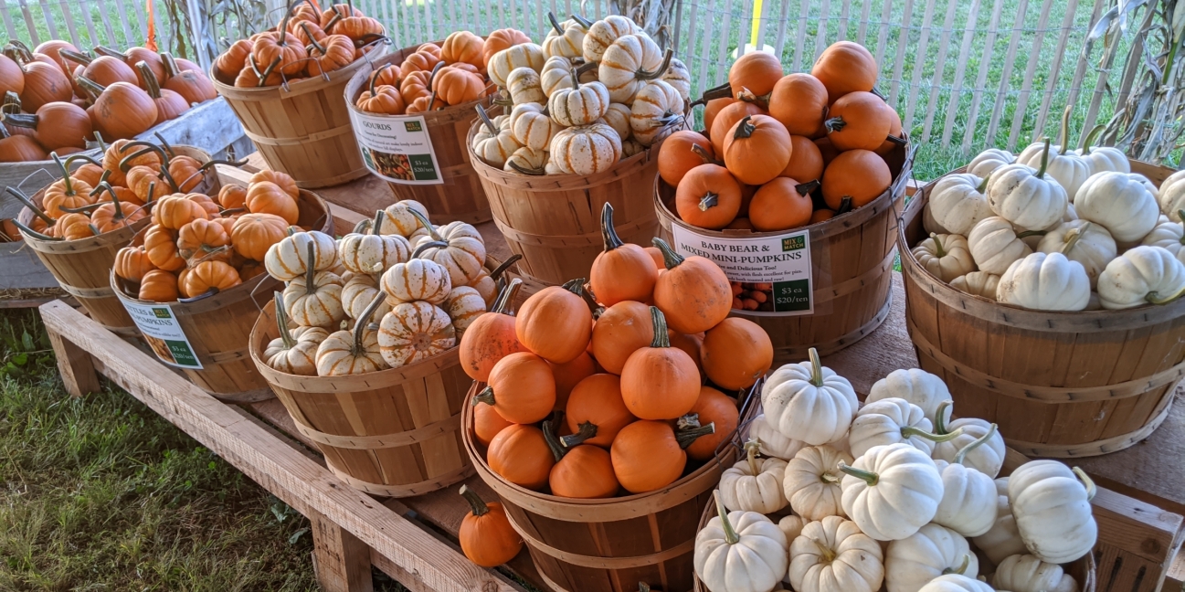 bushels of tiny pumpkins and squash