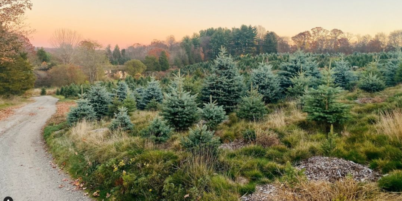 Christmas trees on hill over road