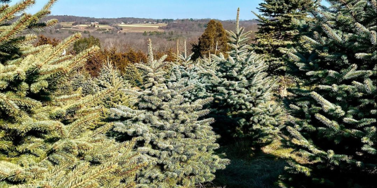 trees on the hill