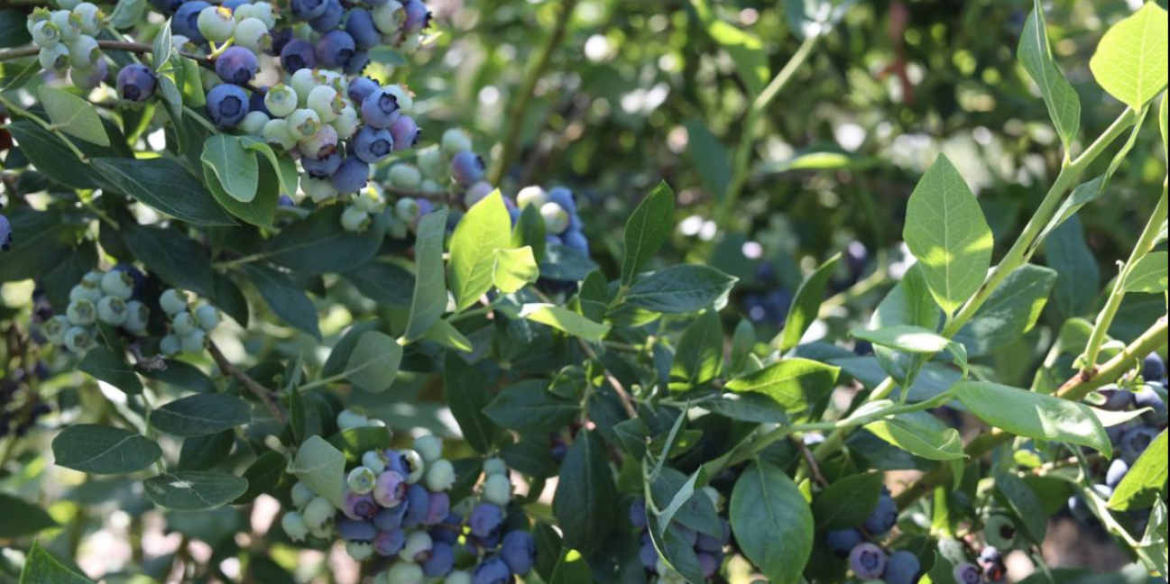 vines of ripening blueberries