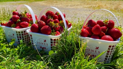 three baskets of strawberries