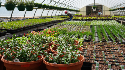Colorful flowers growing in our greenhouse