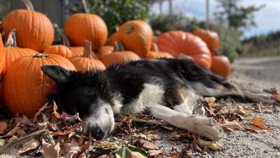 Farm dog Skye naps in a pile of pumpkins