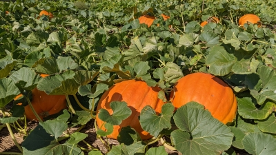 Fall Pumpkins in the field