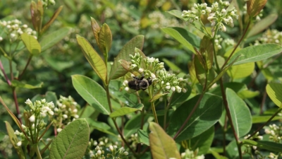 close up of bee pollinating flowers in field