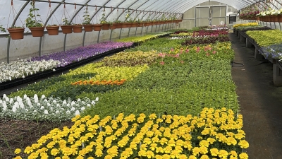 orange, yellow green flowers in the greenhouse nursery