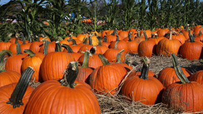 pumpkin patch rows