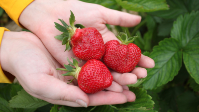 Strawberries from the field