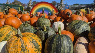 Colorful squash and pumpkins against rainbow 