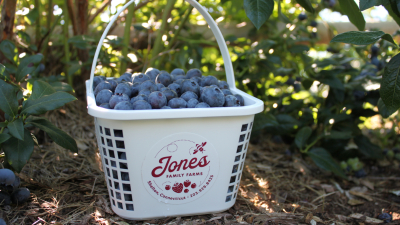 Blueberry Basket in Field