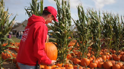 Person Picking Up Pumpkin from Field 