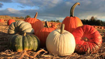 Farm grown pumpkins and squash