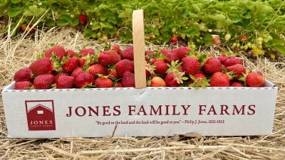 Box of Strawberries in Field