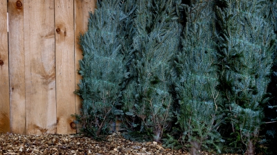 Christmas trees stacked beside the barn